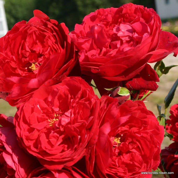 Rosa 'Florentina'