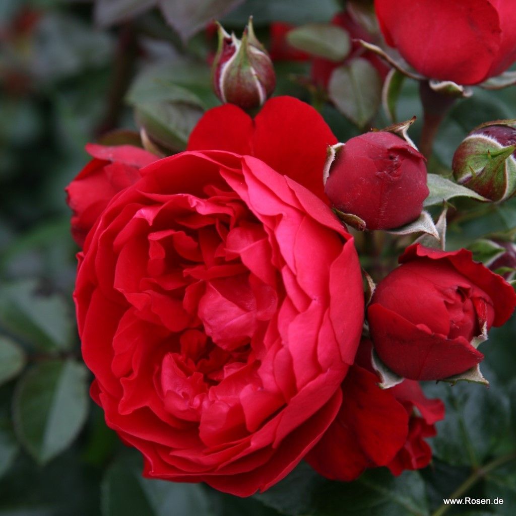 Rosa 'Florentina'