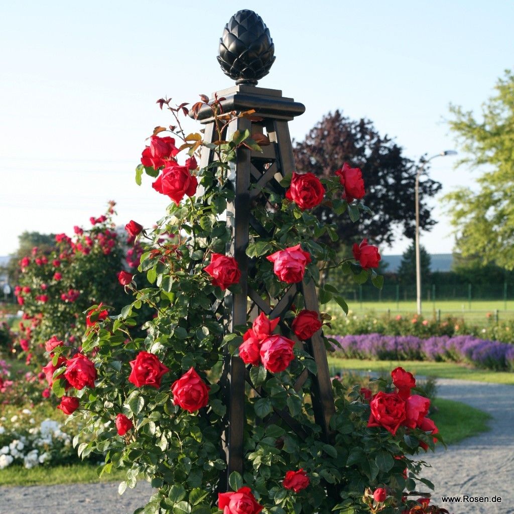 Rosa 'Florentina'