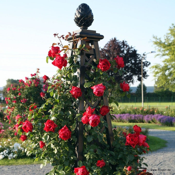 Rosa 'Florentina'