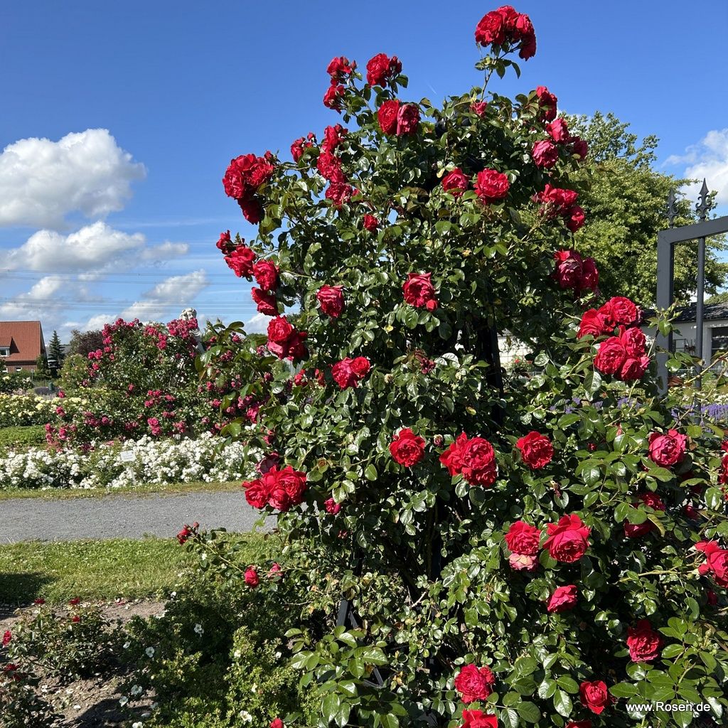 Rosa 'Florentina'
