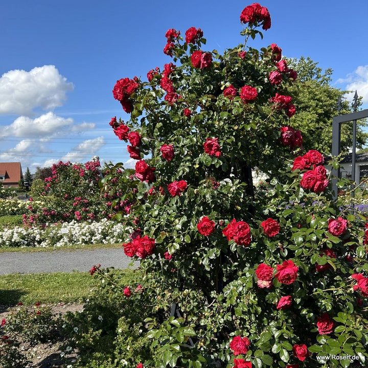 Rosa 'Florentina'