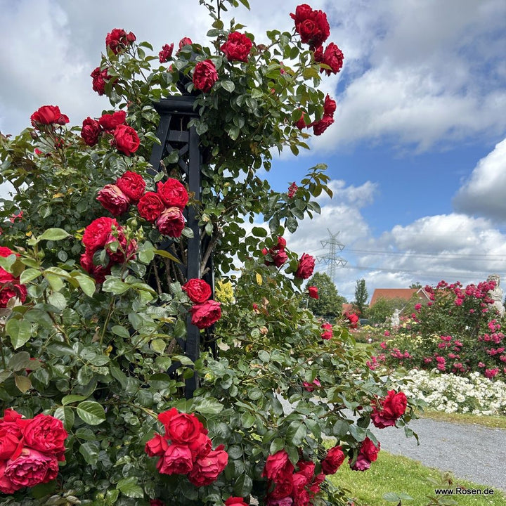 Rosa 'Florentina'