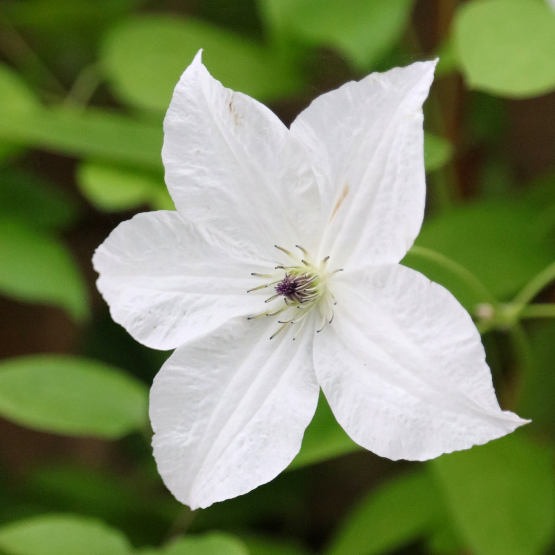 foreverfriends pure white flower with pale middle