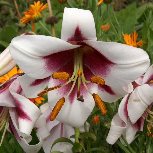 Lilium 'Friso' Bulbs | Silk Road Oriental-Trumpet Lily