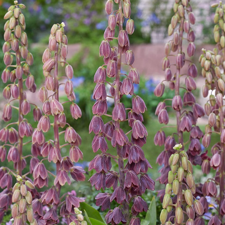 Fritillaria persica 'Minaret'