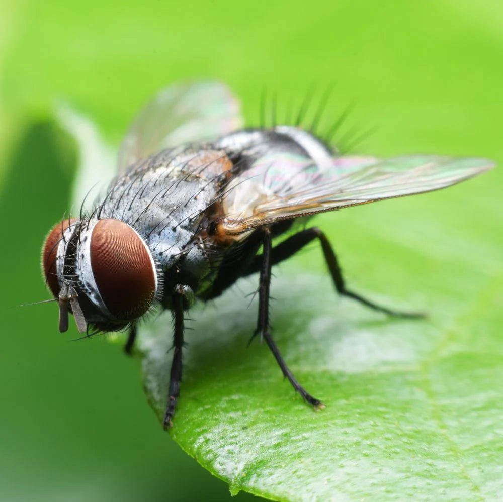 Fungus gnat on a leaf