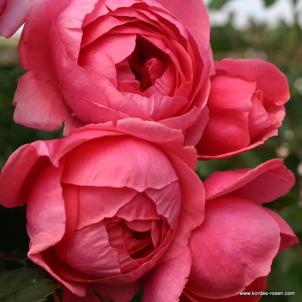 Rosa 'Fruity Parfuma'