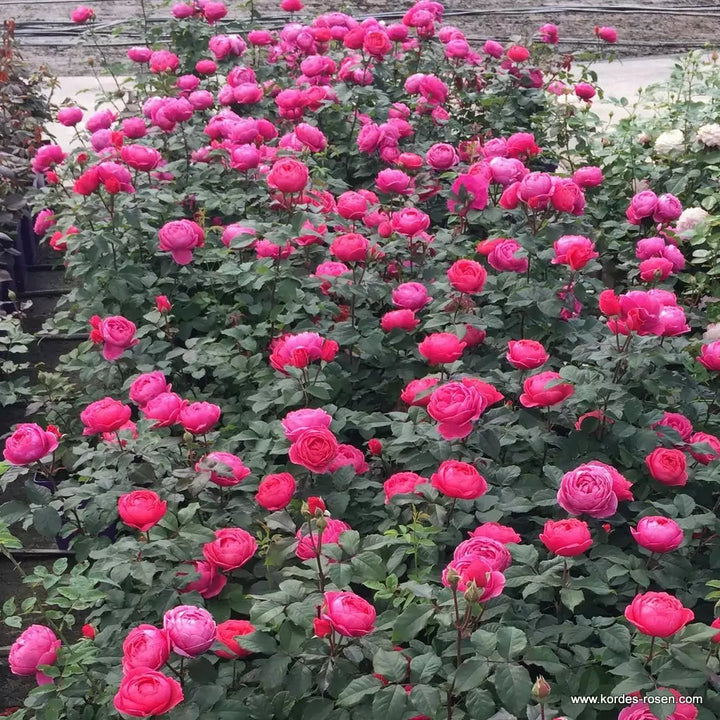 Rosa 'Fruity Parfuma'