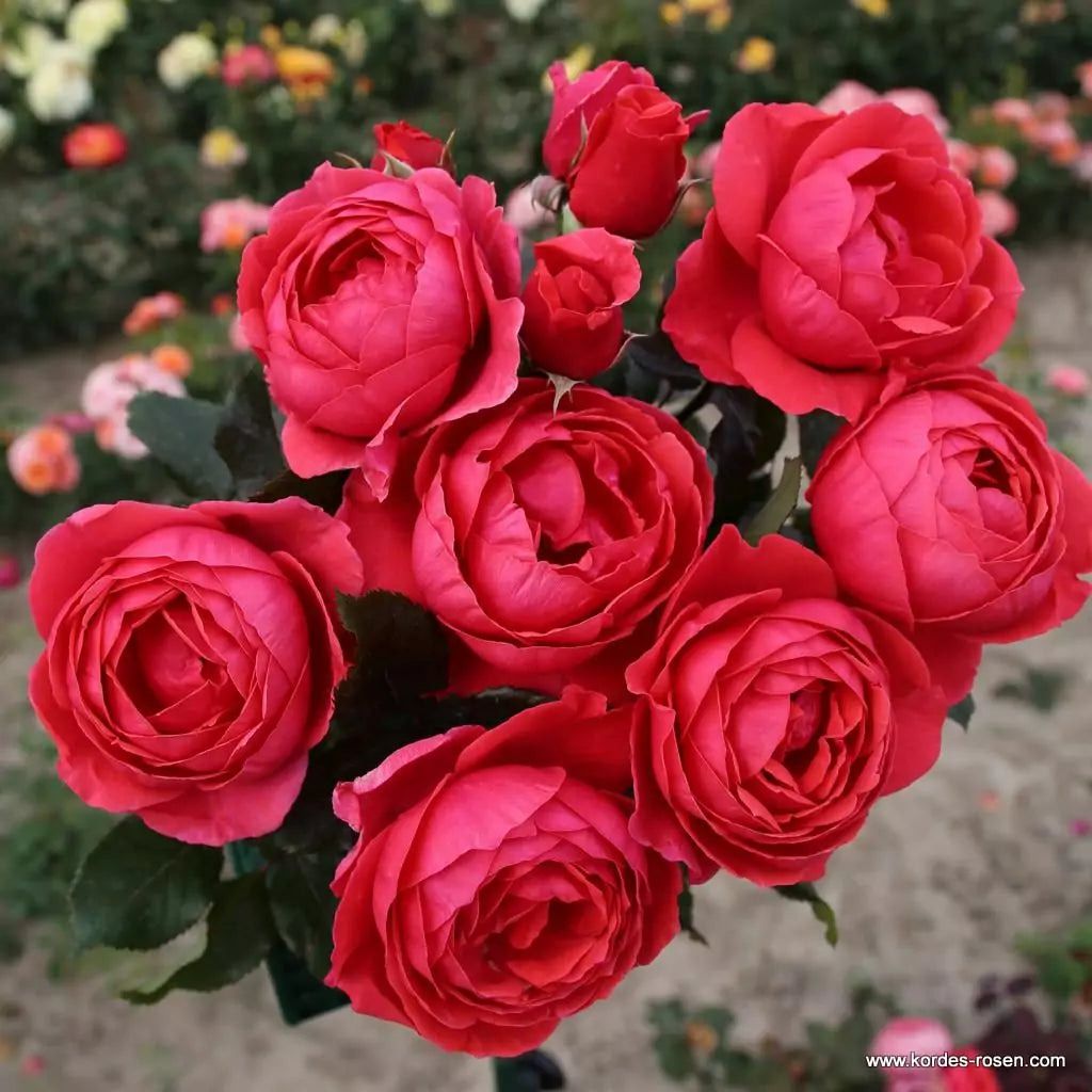 Rosa 'Fruity Parfuma'