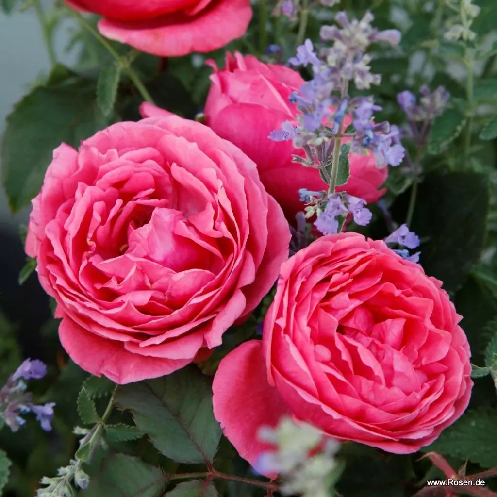 Rosa 'Fruity Parfuma'