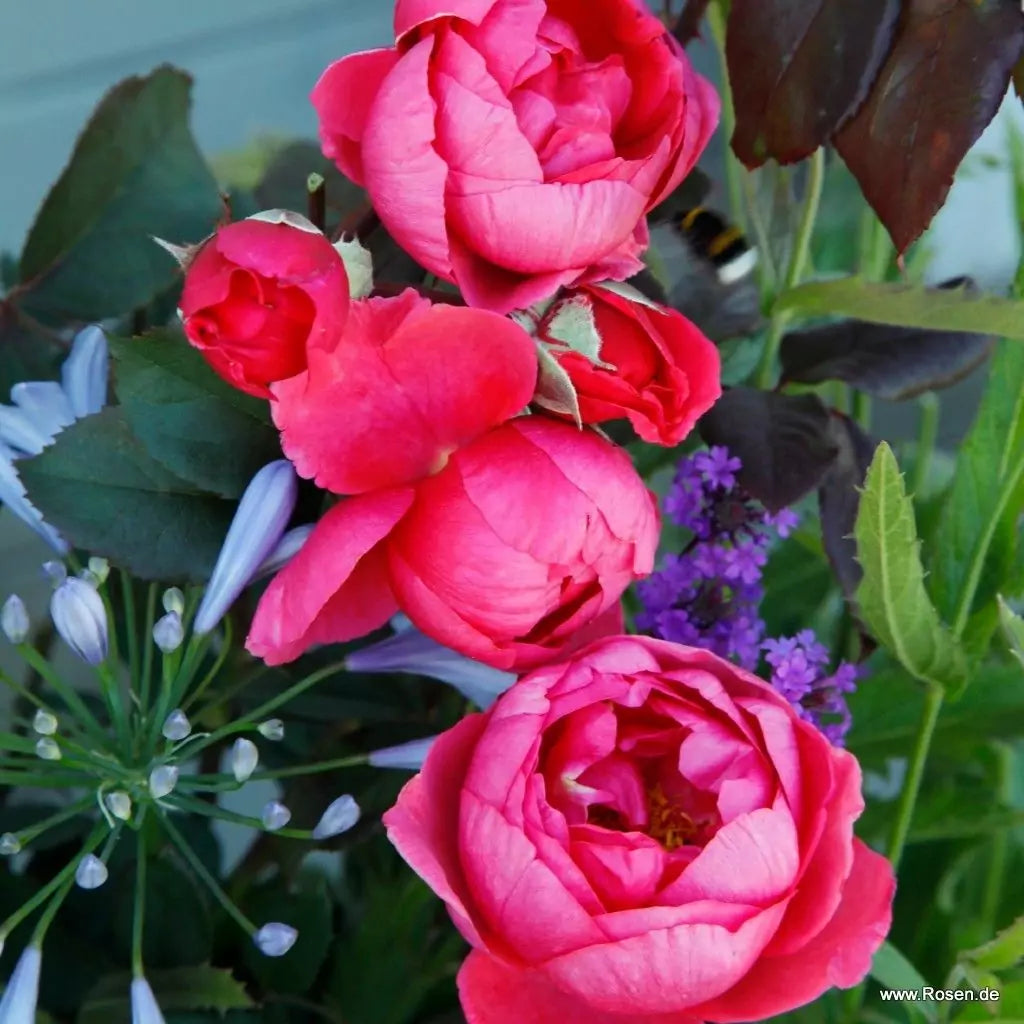 Rosa 'Fruity Parfuma'