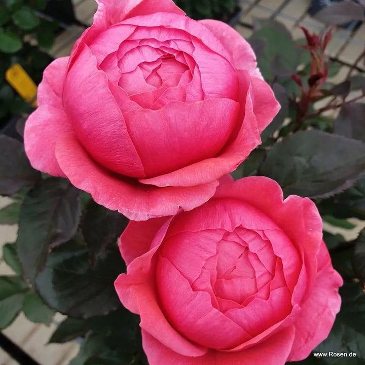 Rosa 'Fruity Parfuma'