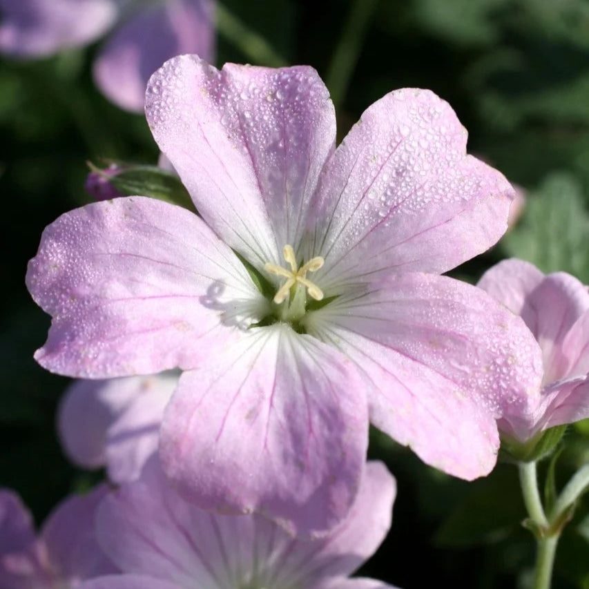 Geranium 'Dreamland'