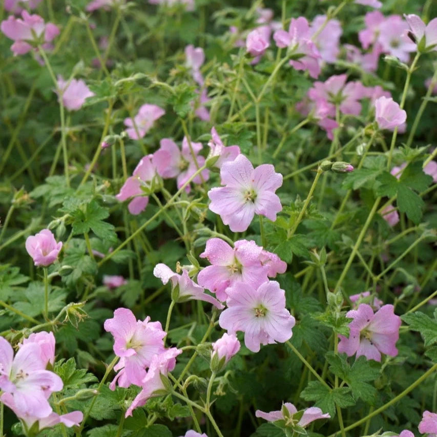 Geranium 'Dreamland'