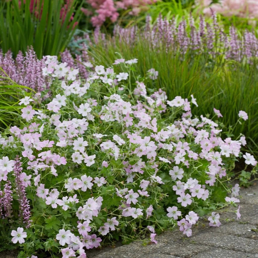 Geranium 'Dreamland'
