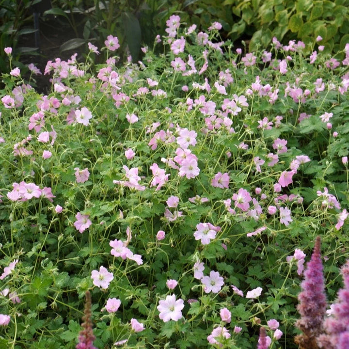 Geranium 'Dreamland'