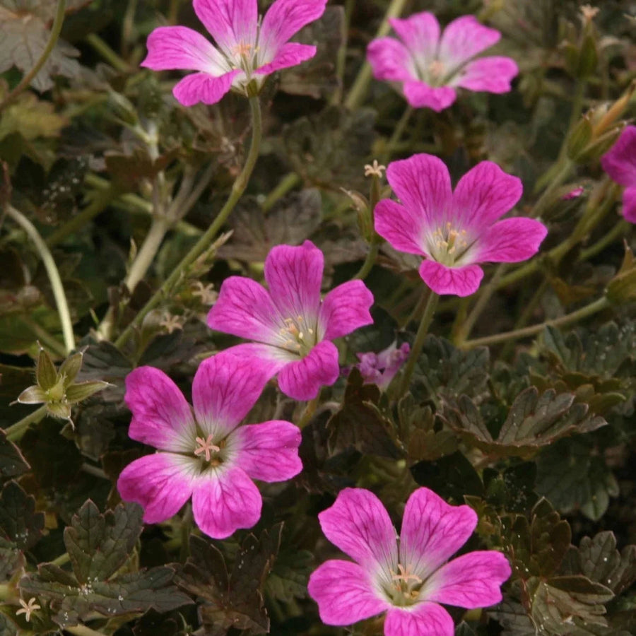 Geranium 'Orkney Cherry'