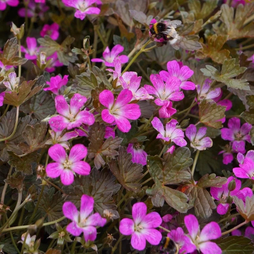 Geranium 'Orkney Cherry'