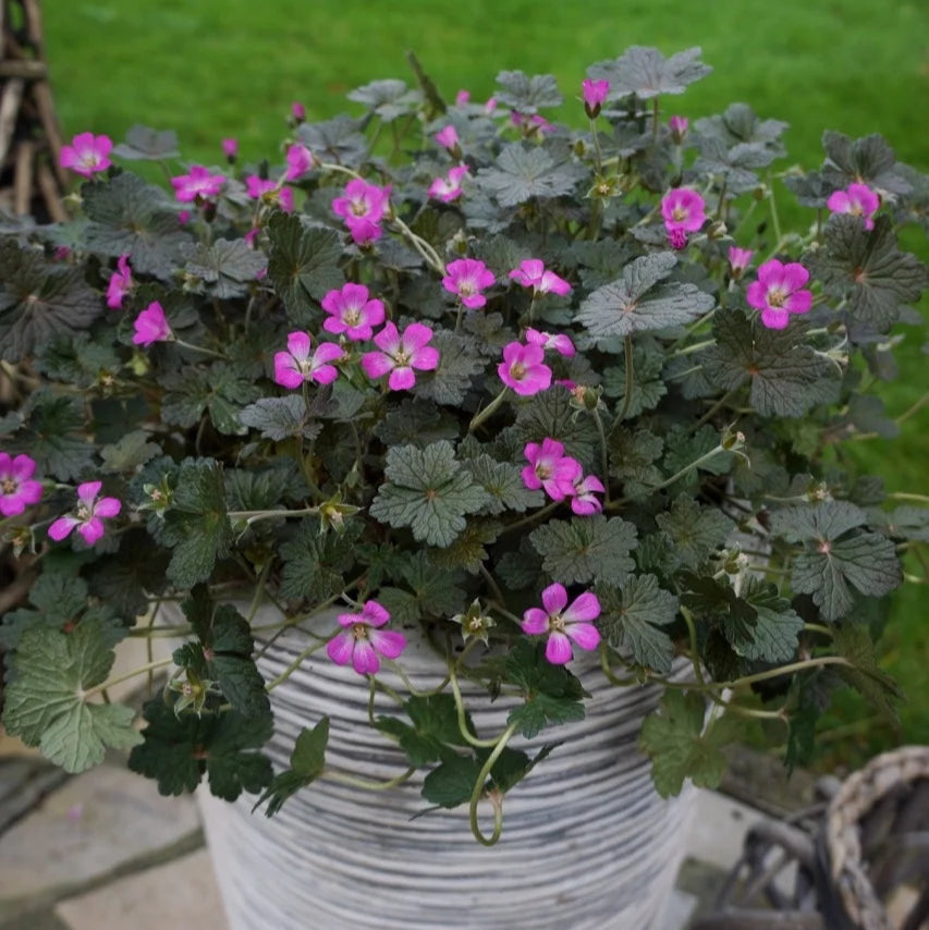 Geranium 'Orkney Cherry'
