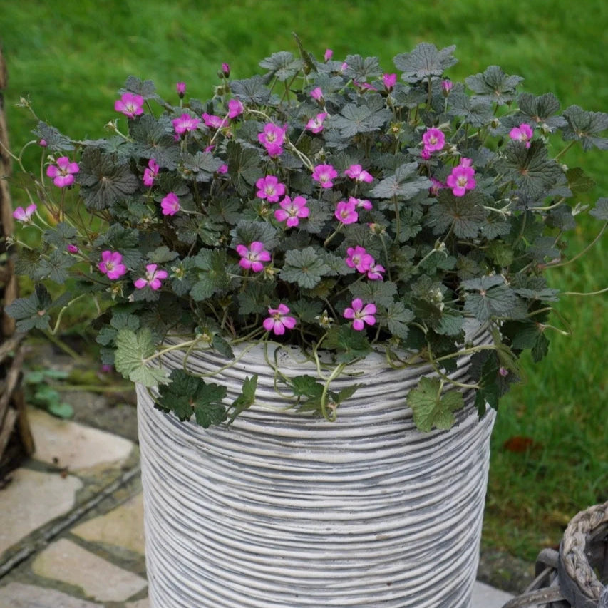 Geranium 'Orkney Cherry'