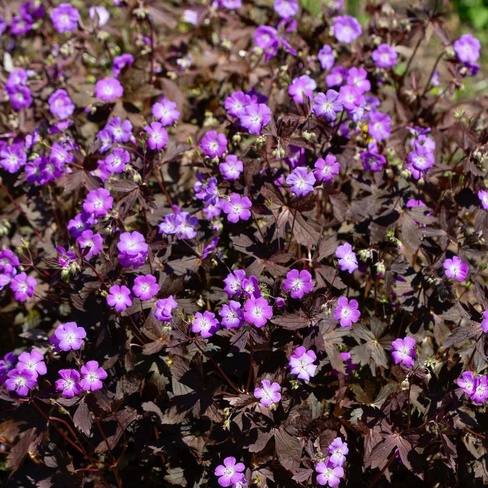 Geranium maculatum 'Stormy Night'