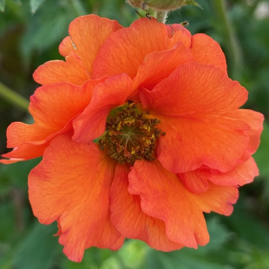 Geum 'Tropical Tempest'