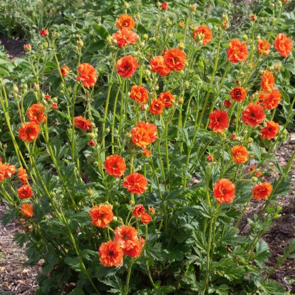 Geum 'Tropical Tempest'
