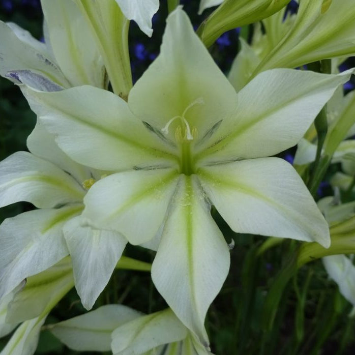 Buy Gladiolus tristis var. concolor Corms online
