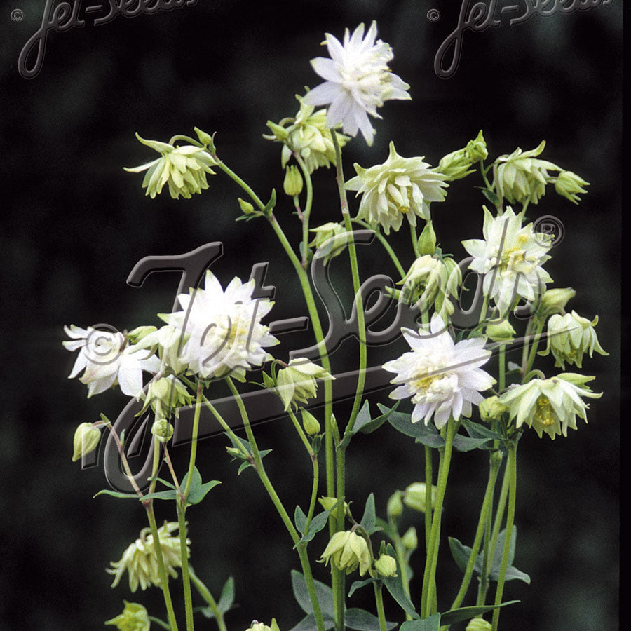 Aquilegia vulgaris var. stellata 'Green Apples'