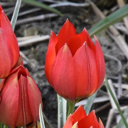 Tulipa hageri (Hager's Tulip) Bulbs