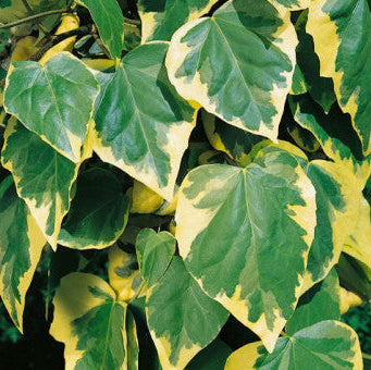 Hedera colchica 'Dentata'
