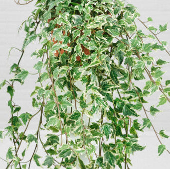 Hedera helix 'Adam'