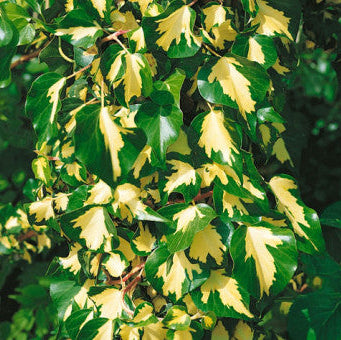 Hedera helix 'Goldheart'
