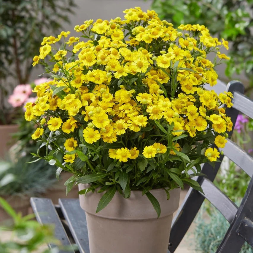 Helenium autumnale 'Lemon Sundae'