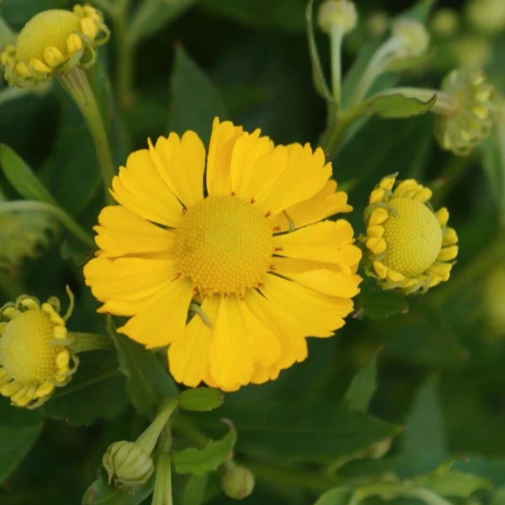 Helenium autumnale 'Lemon Sundae'