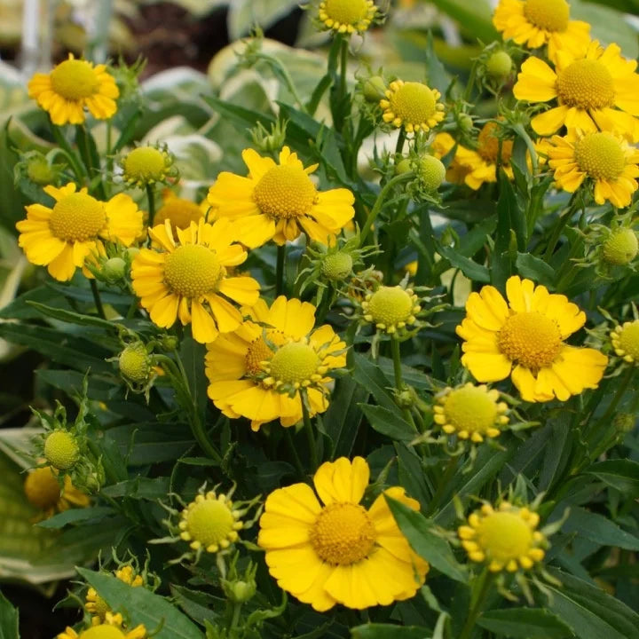 Helenium autumnale 'Lemon Sundae'