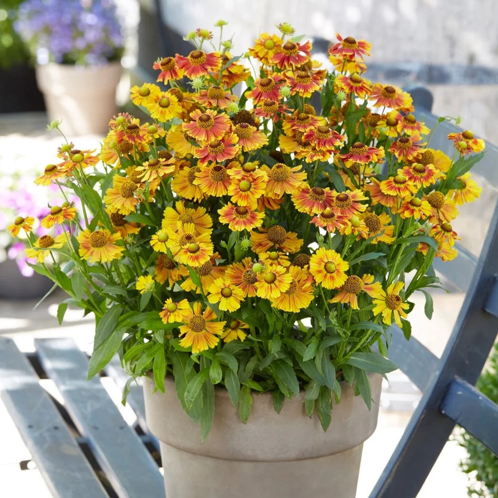 Helenium autumnale 'Peach Sundae'