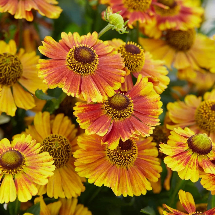 Helenium autumnale 'Peach Sundae'