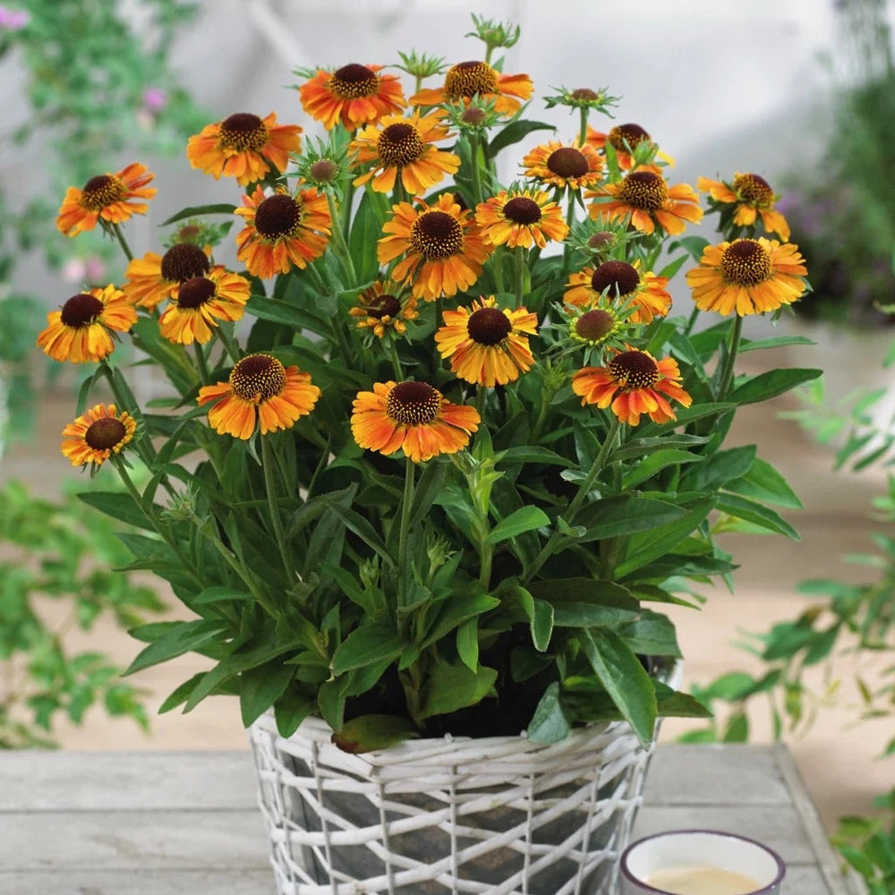 Helenium autumnale 'Short and Sassy'