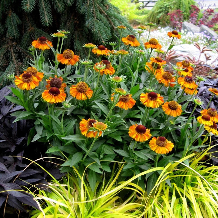 Helenium autumnale 'Short and Sassy'