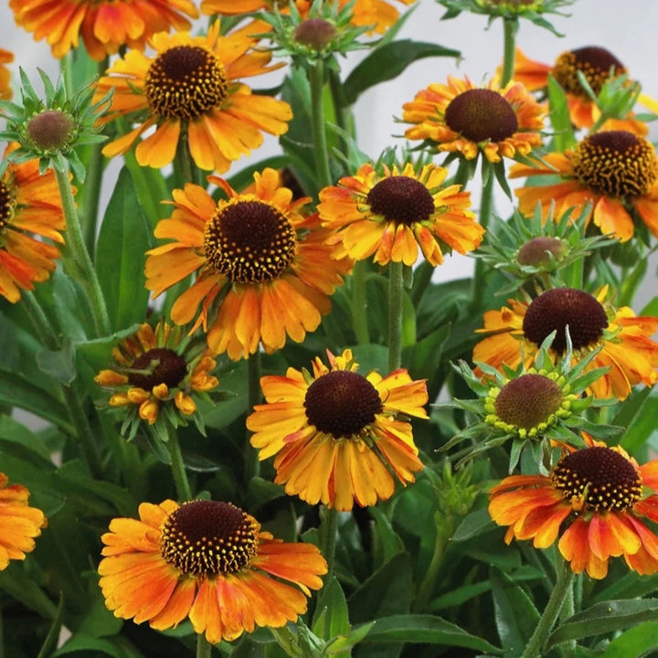 Helenium autumnale 'Short and Sassy'