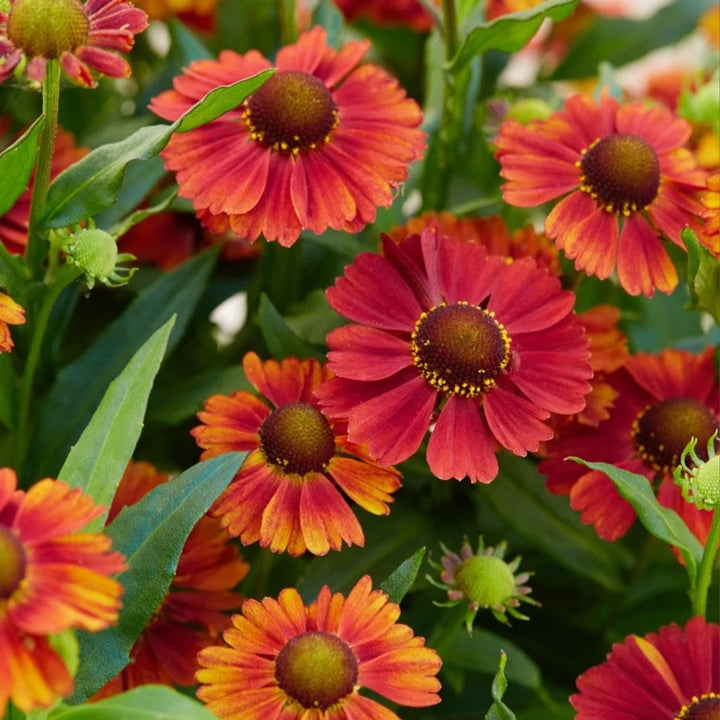 Helenium 'Strawberry Sundae'