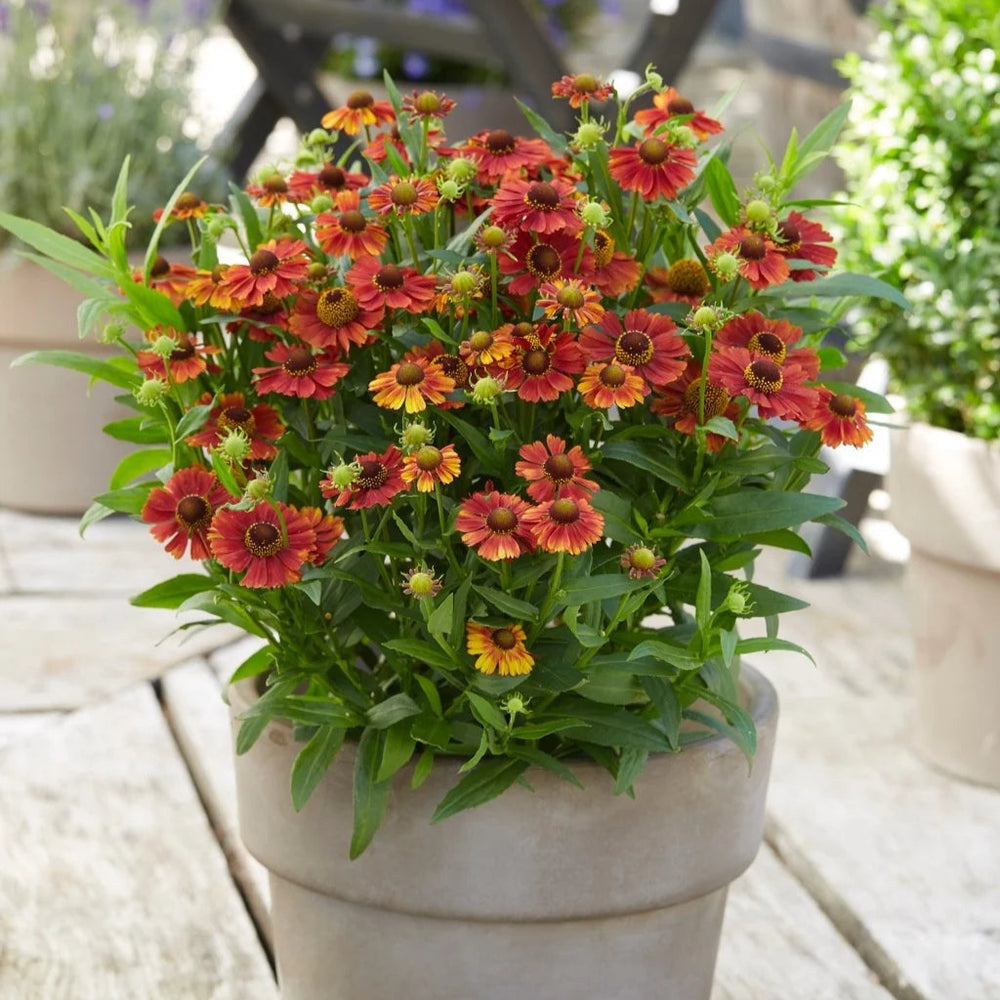 Helenium 'Strawberry Sundae'