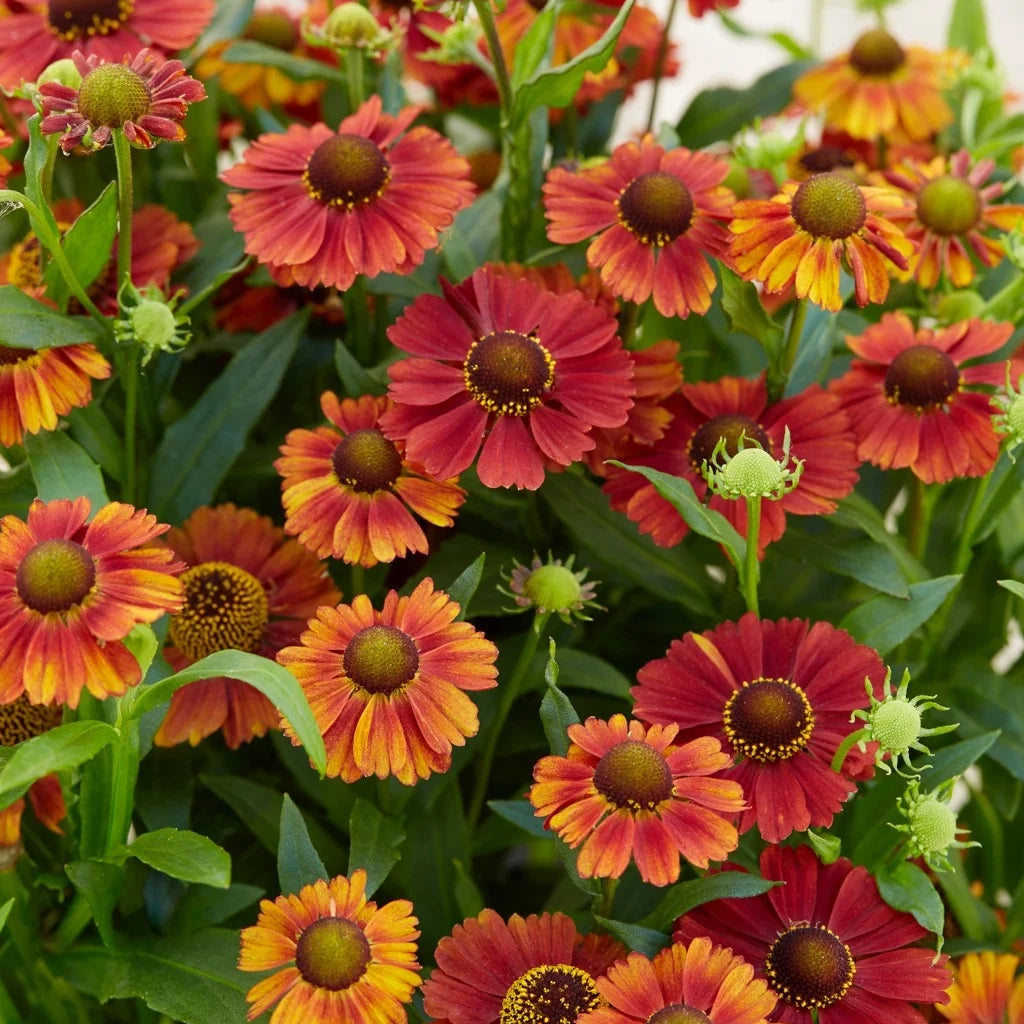 Helenium 'Strawberry Sundae'