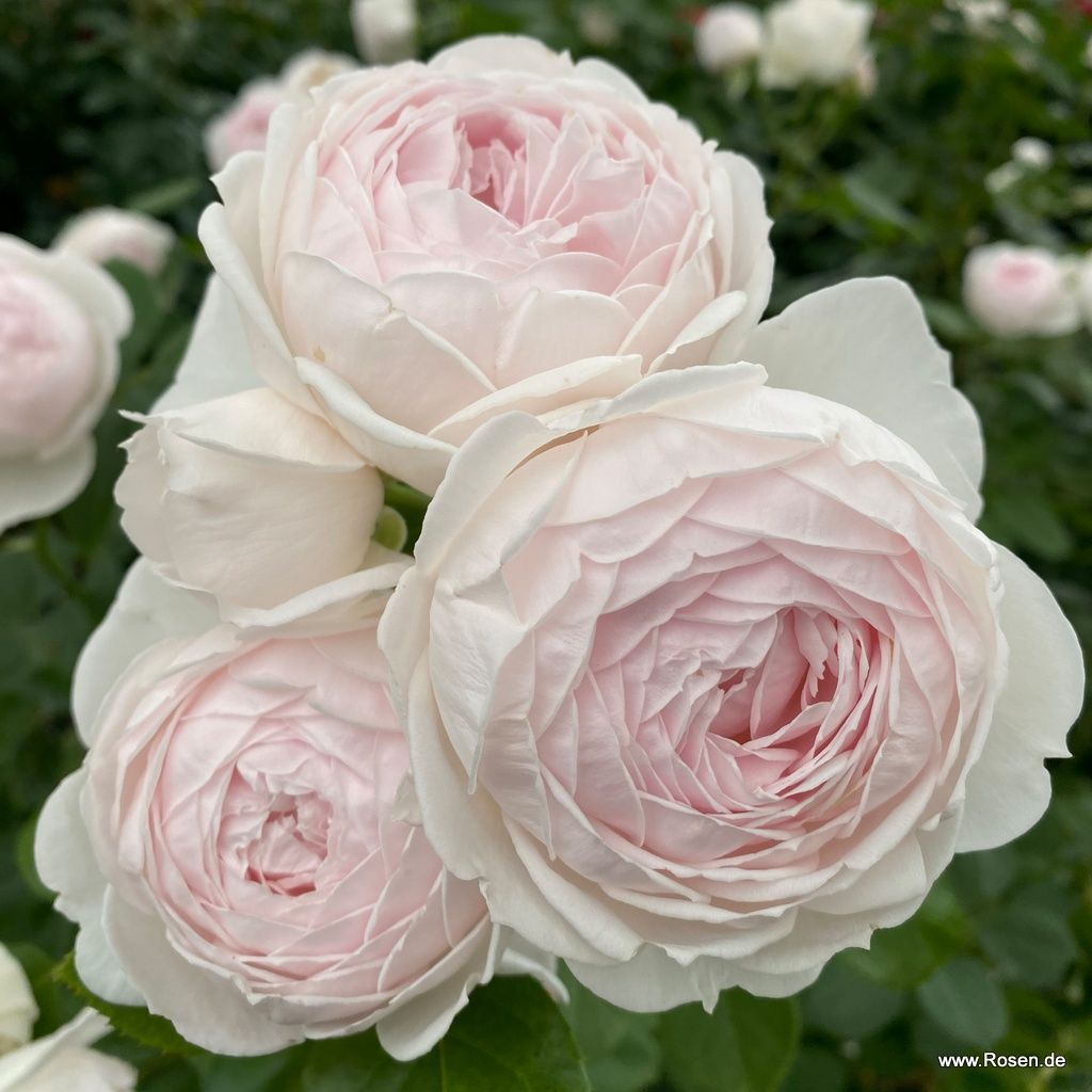 Rosa 'Secret Parfuma'