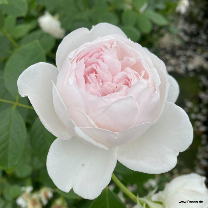 Rosa 'Secret Parfuma'