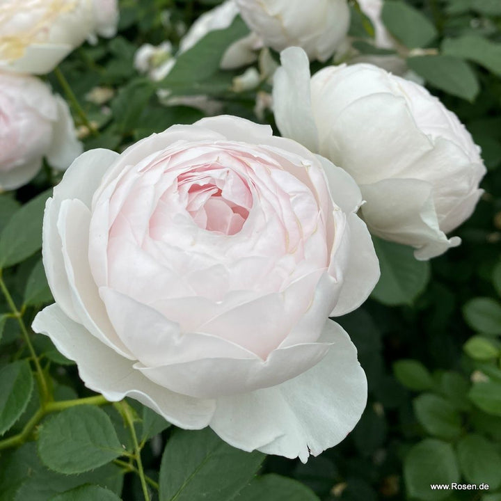 Rosa 'Secret Parfuma'