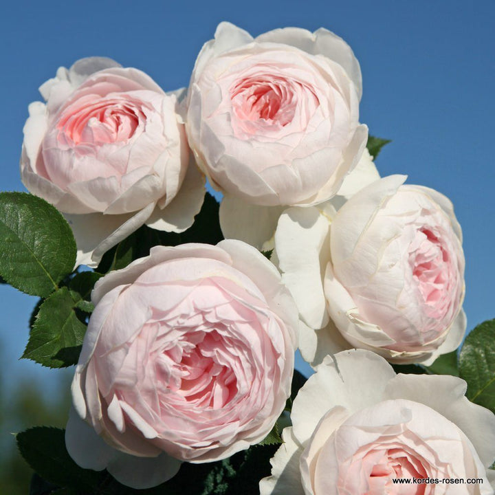 Rosa 'Secret Parfuma'