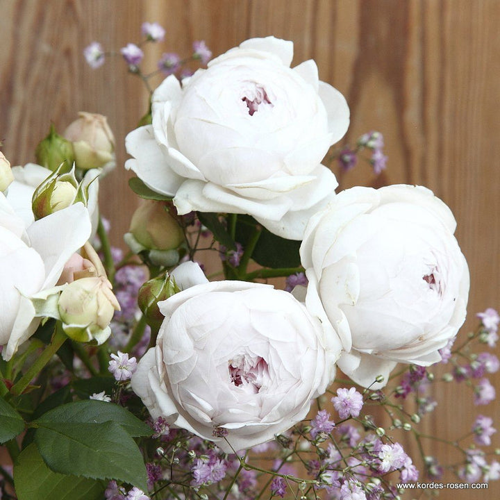 Rosa 'Secret Parfuma'